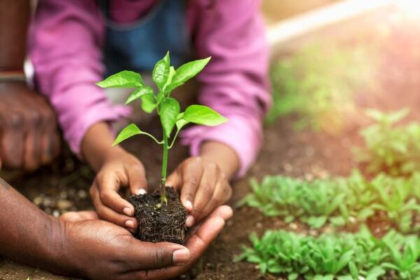 Convierte Tu Oficina En Un Espacio Verde Es Bueno Para Tu Salud